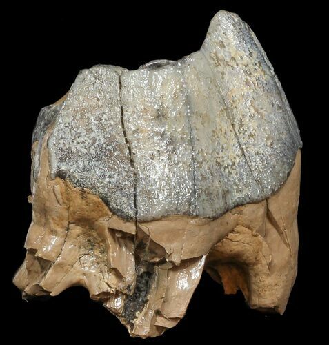 Extinct Rhino (Stephanorhinus) Upper Molar - Germany #45373